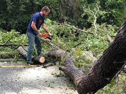 How Our Tree Care Process Works  in  Arcadia, SC